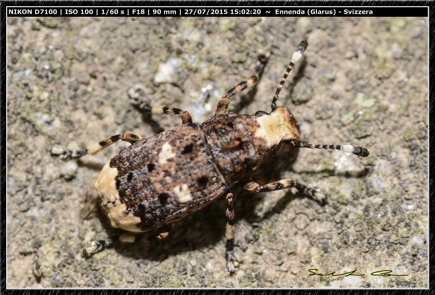 Curculionidae ? No,  Anthribidae: Platystomos albinus